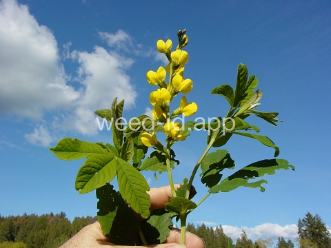 golden pea, mountain